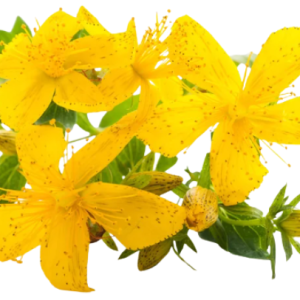 Dziurawiec GoldenPharm 36 tab.